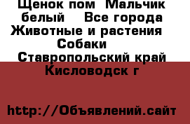 Щенок пом. Мальчик белый  - Все города Животные и растения » Собаки   . Ставропольский край,Кисловодск г.